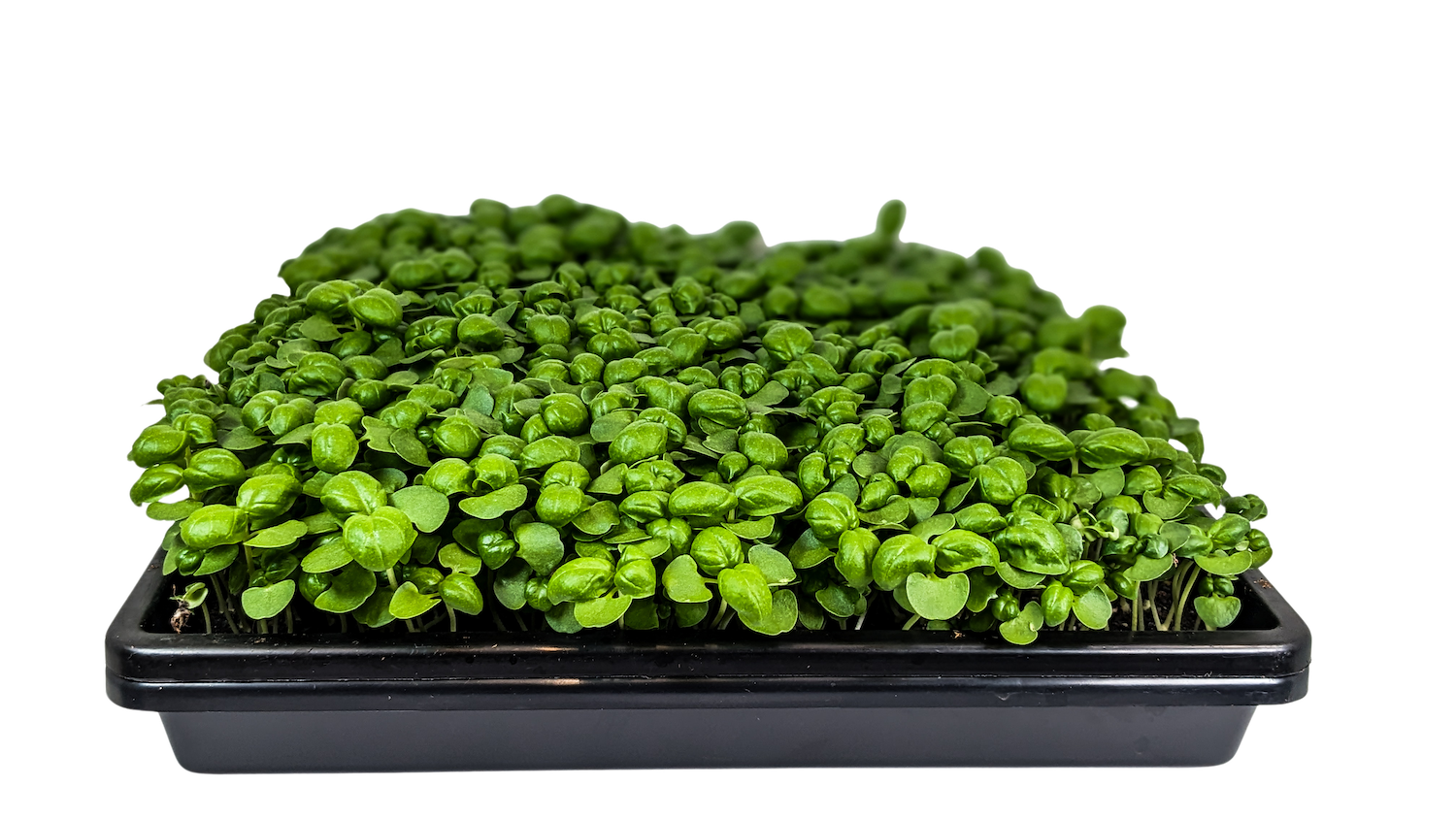 Micro Basil Italian Classic